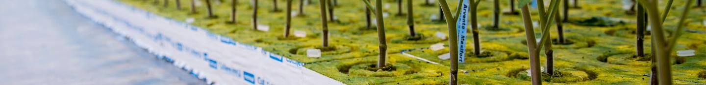 substrate cultivation