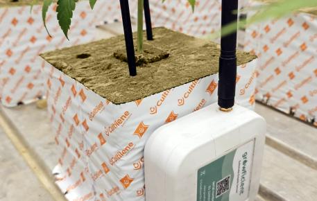 Cultilene cannabis cube with Growficient sensor